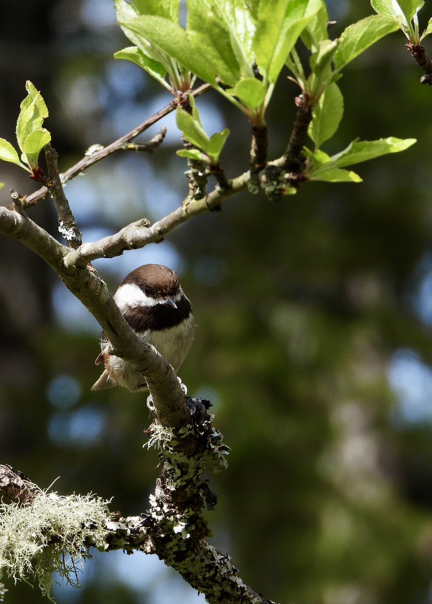 #photooftheweek  A cute little chickadee