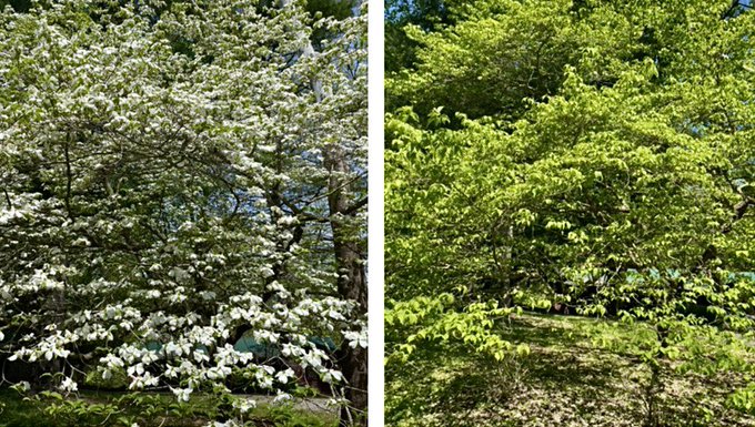 I took both pics of the same dogwood tree, just 3 days apart. All of it's flowers dropped that quickly<a href="/tag/arizona"class="tags"><span>#arizona</span></a><a href="/tag/nikkinova"class="tags"><span>#nikkinova</span></a>