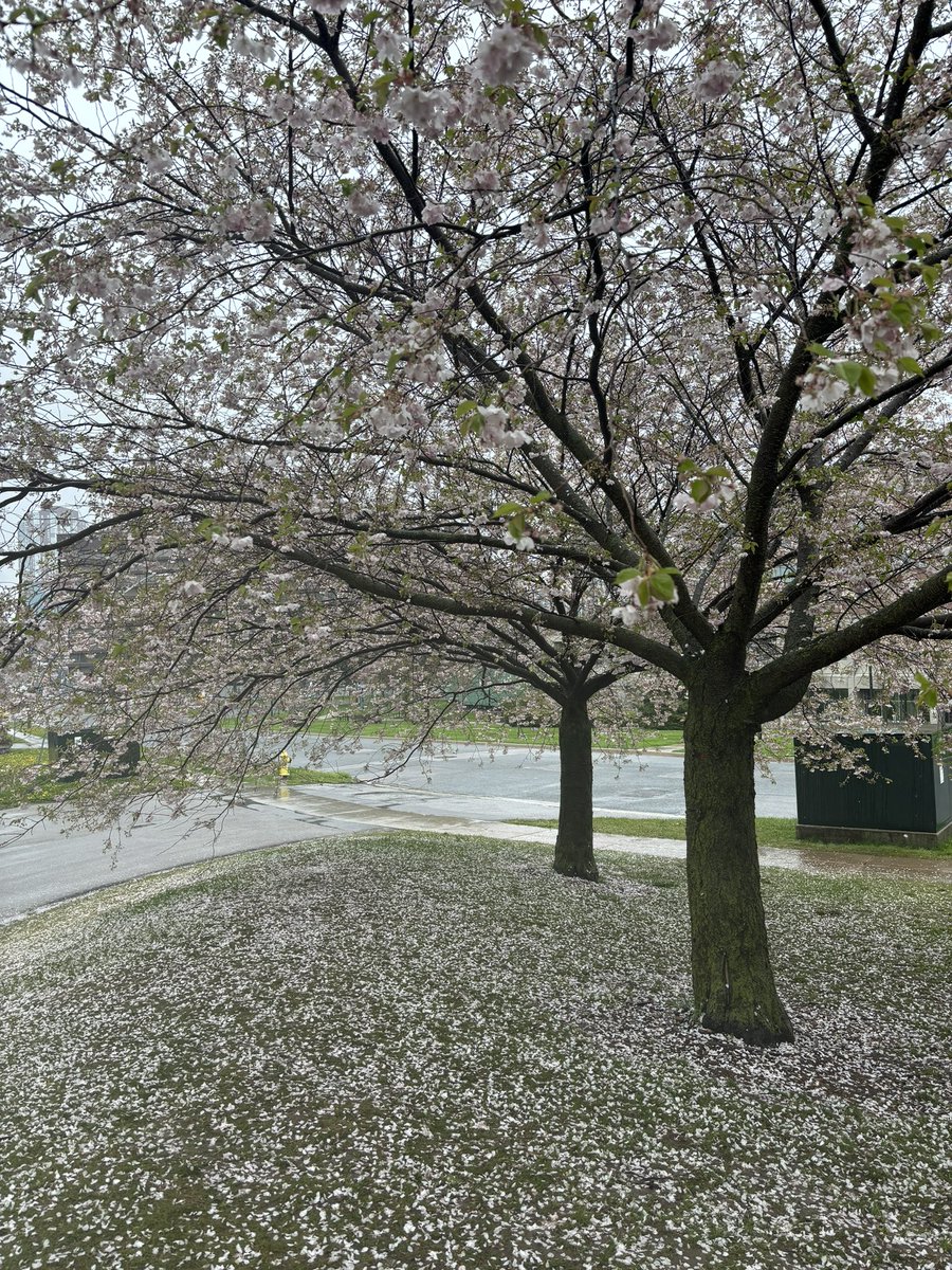 fernandohua's tweet photo. Sakura https://t.co/0bIBvCUou6