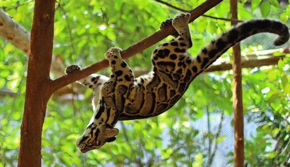 Clouded Leopard: 

* a tree-living wildcat known for its cloud-like coat patterns
* can walk upside down on tree branches like squirrels! 
* has the longest canine teeth among wildcats.
* Found in Northeast India & Southeast Asia.
IUCN: Vulnerable 
#wildlife 
#UPSC
