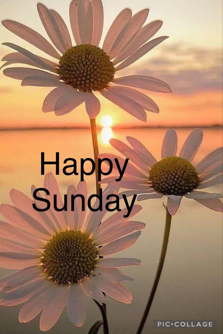 I hope you are having a peaceful, joyful Sunday... 🌻🌿🌻🌿🌻🌿
#sundayvibes
#sundayevening