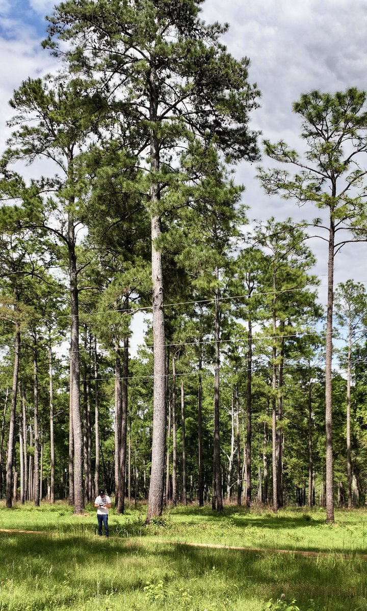 Kevin Cate tweet media