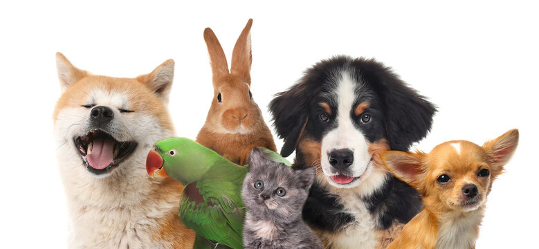 AnimalsGroup123's tweet photo. There are many health benefits to owning a pet. Regular walking or playing with pets can decrease blood pressure, cholesterol levels, and triglyceride levels. Pets can help manage loneliness and depression by giving us companionship. #RUcrmj350 https://t.co/ibIoAKeKdm