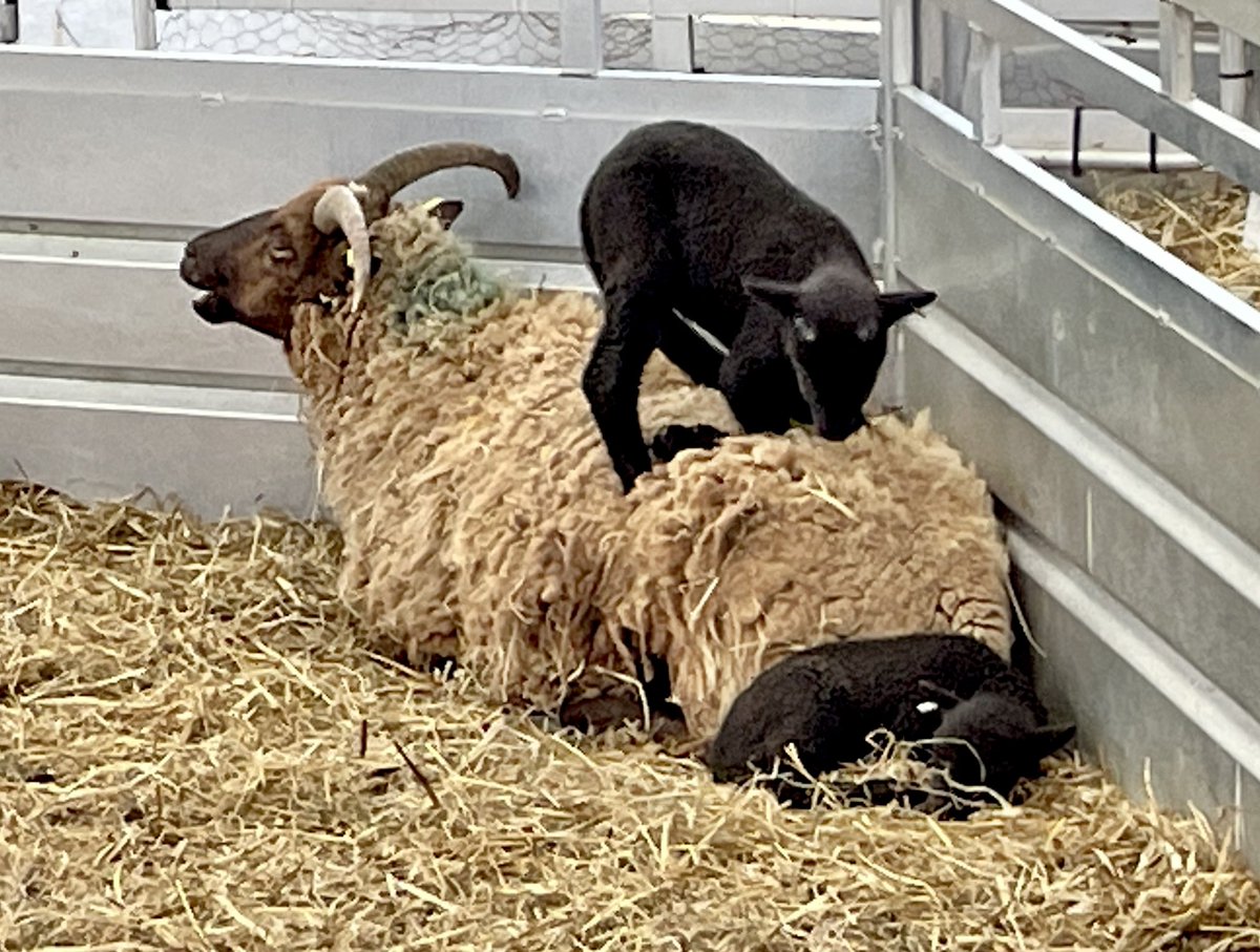 Are you sitting comfortably?..…then I’ll begin
#manxloaghtan #rarebreed #nativebreed #cutelambs #lambing #farming #isleofman