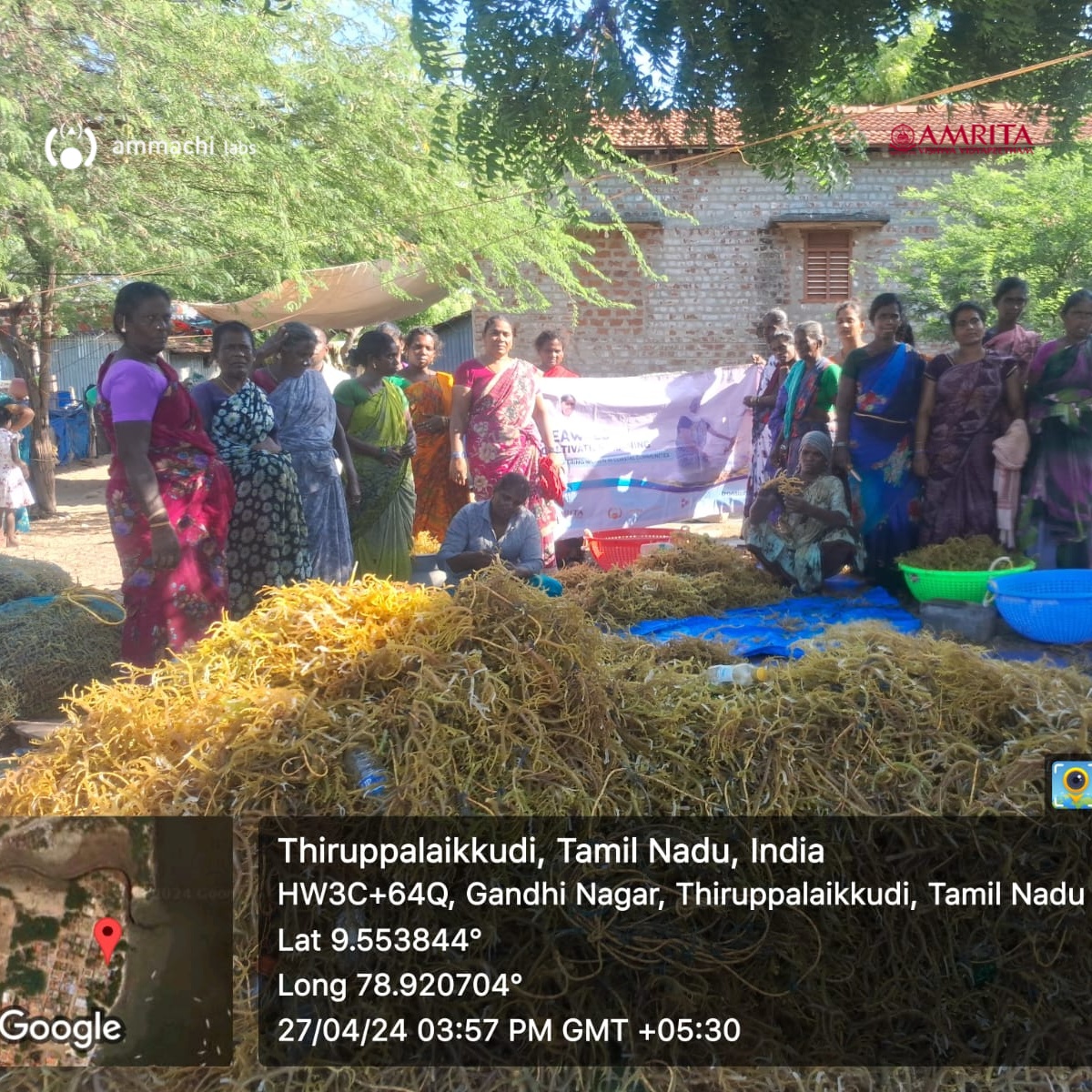 ammachilabs's tweet photo. Yesterday, the ladies of our #SeaweedCultivation project in #Thiruppalaikkudi harvested an amazing yield of 1290kgs yesterday.
This project is in partnership and joint funding between @Amritaedu &amp; @TransworldTweet
 #AMMACHILabs #AmritaVishwaVidyapeetham #TransworldGroup https://t.co/TS7WKZ3dbz