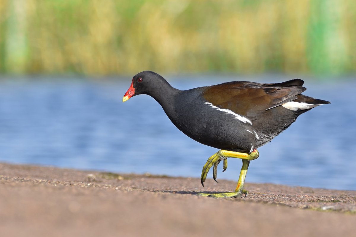 Love a good moorhen, funny little claws and everything