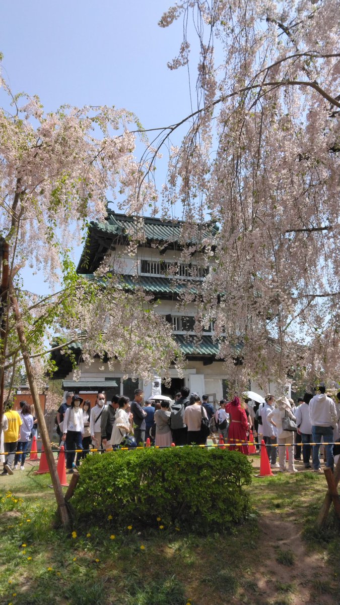 しだれ桜と弘前城