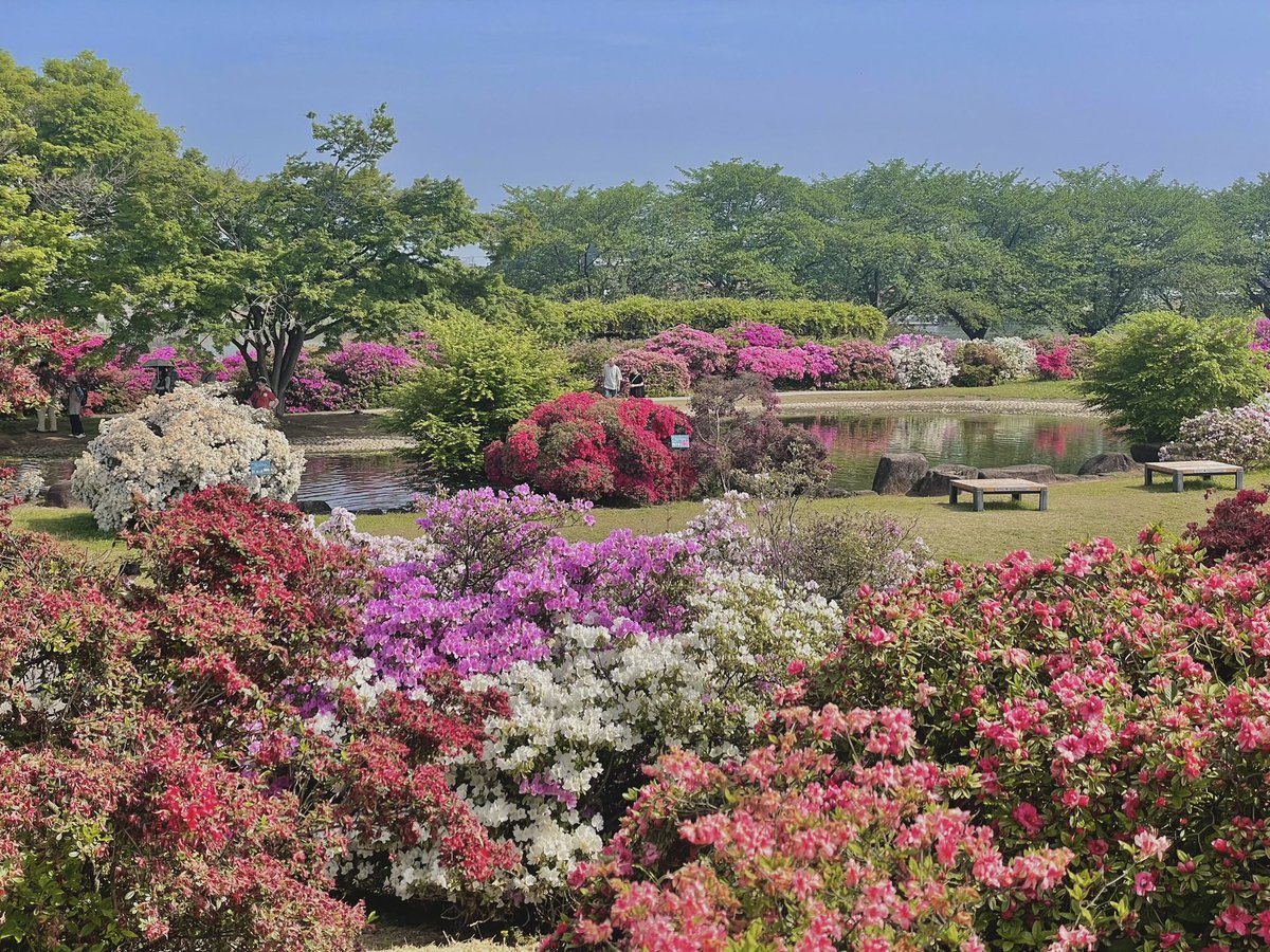 2024年4月29日8時58分

今日のつつじが岡公園、殆ど見頃が過ぎて枯れてるのが7割以上でしょうかね🥹՞

でも、これをいかに華やかに魅せるかが腕の見せどころですね🫨
家に帰って現像してみよう📸

(この写真はiPhone12で撮影)

 #iPhone