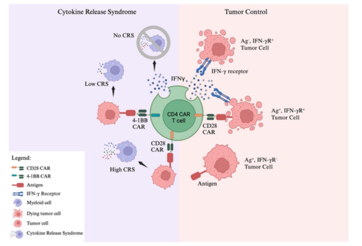 Dr Jess Borger (@jessborger) on Twitter photo Awesome scientific highlights of 2023 review collaboration between my team led by co-first author Dr Meg Taylor <a href="/WEHI_research/">WEHI (Walter and Eliza Hall Institute)</a> and Shivali Chinni from <a href="/DrQuinn4realz/">Kylie Quinn</a> immunotherapy lab <a href="/RMIT/">RMIT University</a> on the Virtues & Vices of CD4 CAR-T cells <a href="/ImmunolCellBiol/">ICB - the journal</a> 🔬 onlinelibrary.wiley.com/doi/full/10.11… Awesome scientific highlights of 2023 review collaboration between my team led by co-first author Dr Meg Taylor <a href="/WEHI_research/">WEHI (Walter and Eliza Hall Institute)</a> and Shivali Chinni from <a href="/DrQuinn4realz/">Kylie Quinn</a> immunotherapy lab <a href="/RMIT/">RMIT University</a> on the Virtues & Vices of CD4 CAR-T cells <a href="/ImmunolCellBiol/">ICB - the journal</a> 🔬 onlinelibrary.wiley.com/doi/full/10.11…