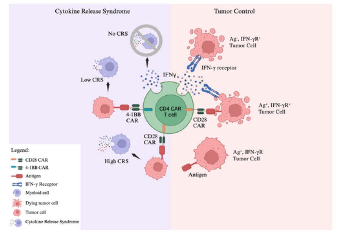 Awesome scientific highlights of 2023 review collaboration between my team led by co-first author Dr Meg Taylor @WEHI_research and Shivali Chinni from @DrQuinn4realz immunotherapy lab @RMIT on the Virtues & Vices of CD4 CAR-T cells @ImmunolCellBiol 🔬 onlinelibrary.wiley.com/doi/full/10.11…