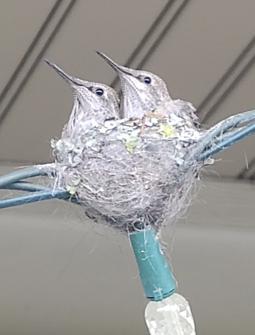 What a cool moment, hummingbirds made a nest on a residents deck lights

Credit: u/MadGeller

#vancouverbc #vancity #vancityfeature #hummingbird #vancityhype #vancouver