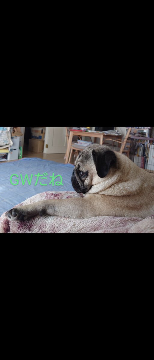 GWだね
#ぷーちゃんぴーちゃん
#俺はぴーちゃん
#パグ　#ぱぐちゃん
#pug #puglover