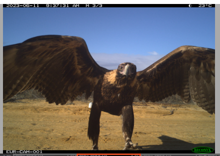 Caption comp time! 🎈 This Wedge-tailed Eagle was very interested in the motion sensor camera at Eurardy Reserve, Nanda Country, 145km North of Geraldton in Western Australia. What would you caption this pic? Tell us in the comments 👇