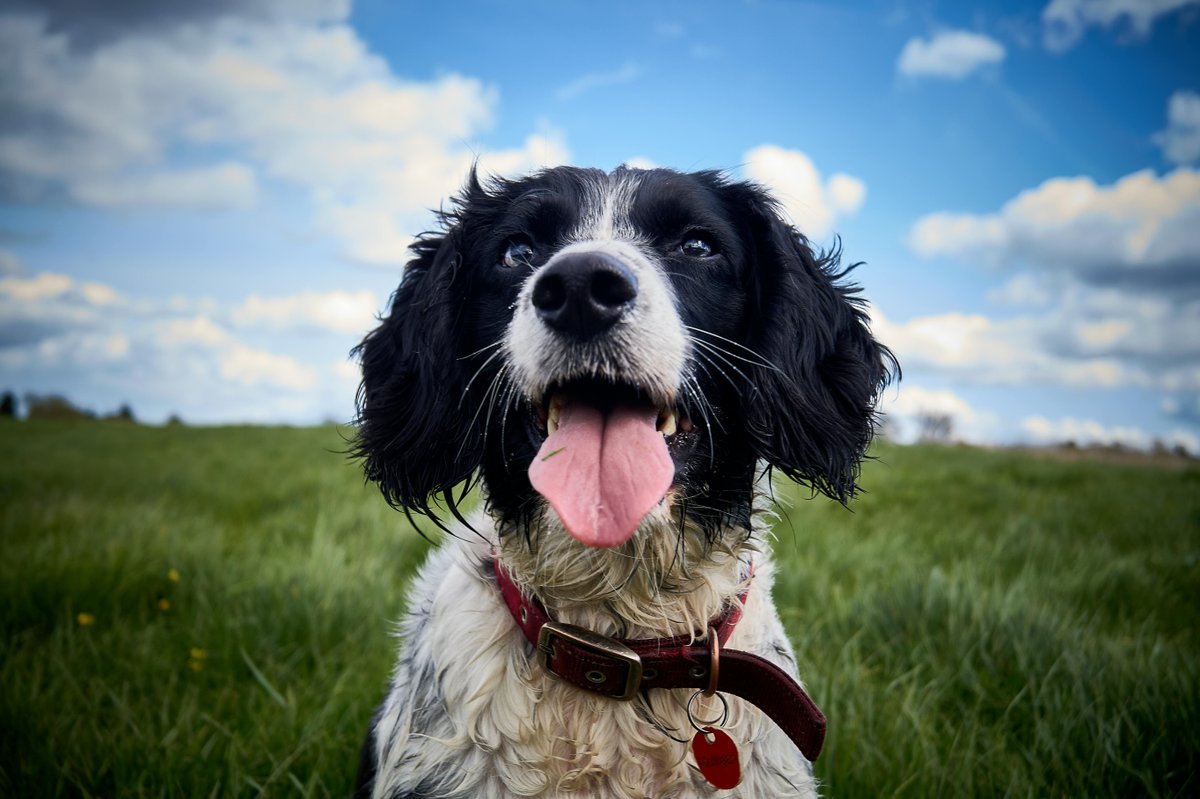EDogStuff's tweet photo. Do you know? The English Springer Spaniel possesses the “eager to please” attitude common to most spaniels. Cheerful and affectionate, Springers love their families and like to stick close to their owners #Funfacts #Dogs #Factsaboutdogs #Furrypets #Puppies #Happydog #Furrybabies https://t.co/Ik9VblISUy