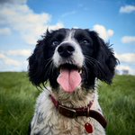 Photo by Everything Dog Stuff (@EDogStuff)