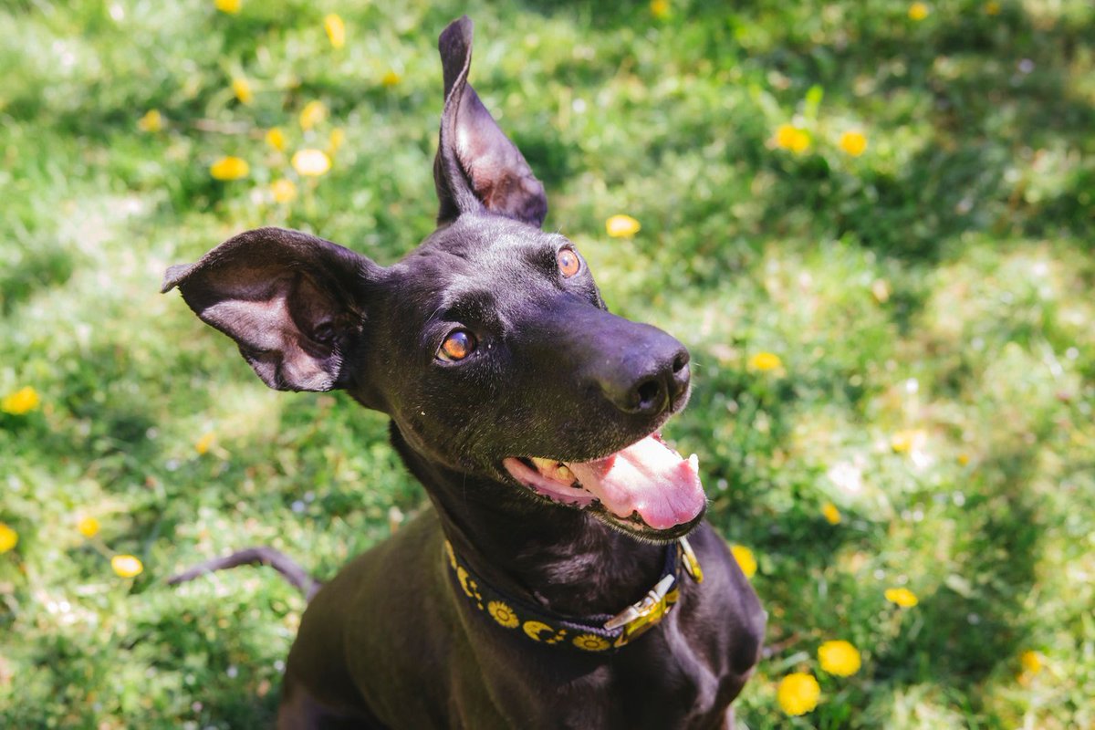 Meet Dobby the Dobie, this week's pet in our RUFFined Spotlight: seattlerefined.com/ruffined/ruffi…