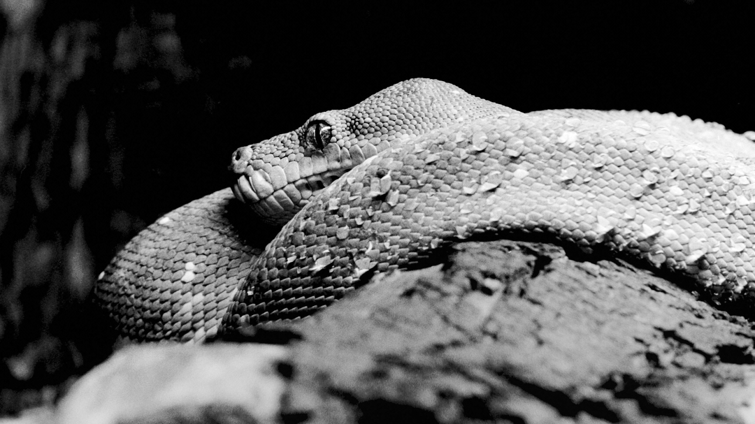 Here we have the same model on film... 
#greentreepython #python #snake #reptile #wildlifephotography #photography #blackandwhitephotography #appicoftheweek #canonfavpic #captureone