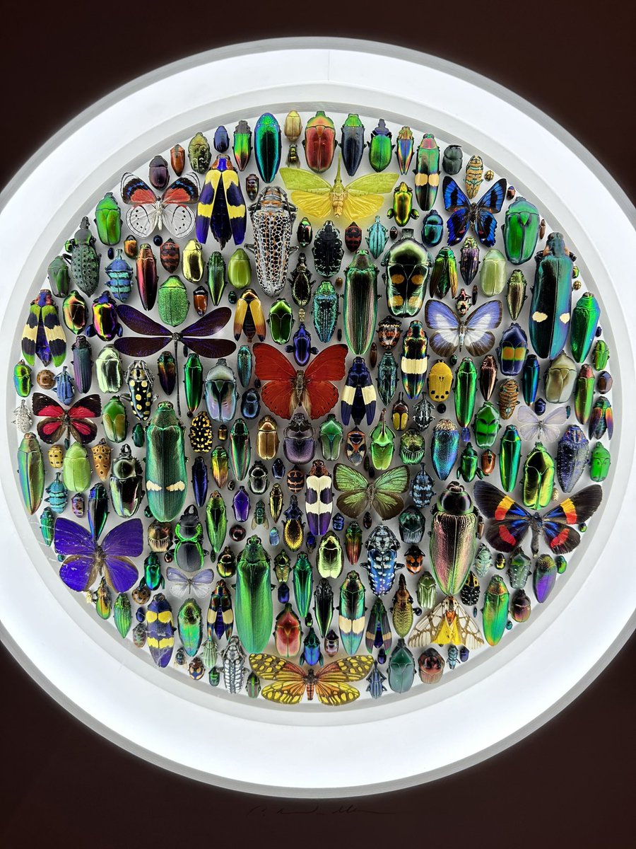 mikepricephotog's tweet photo. If you haven’t been to @crystalbridges in Bentonville, you are missing out on a world class art museum. Currently on exhibit, Exquisite Creatures by Christopher Marley. It is fantastic!!
#CrystalBridges #ExquisiteCreatures https://t.co/h7fPhK4Ij3