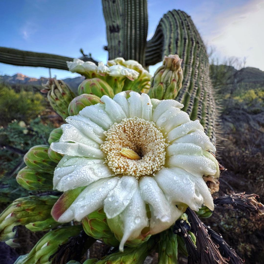 Treasure the little things each day. 💧🌼🌵 📍Santa Catalina Mountains #📷: @allophile_ #visitarizona #saguaro #bloom #spring #nature
