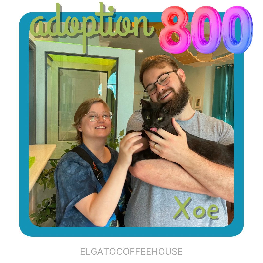 Adoption 800 is Xoe🎉It is special to have our 800th adoption on the day of our 7 year anniversary. Thank you to everyone that came out & to those that participated in our Auction ❤️Xoe is now living the most purrfect life in her furrever home 💕 #adoptdontshop #houstoncatcafe