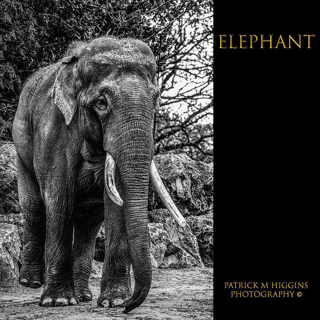 Elephant. @patrickmhiggins #elephant #chesterzoo #zoophotography #indianelephant #bnw_captures #bnwphotography #bnwanimals #bnwwildlife #bnw_of_our_world #bnwzone #wwwf #savetheanimals  #savetheanimalssavetheworld