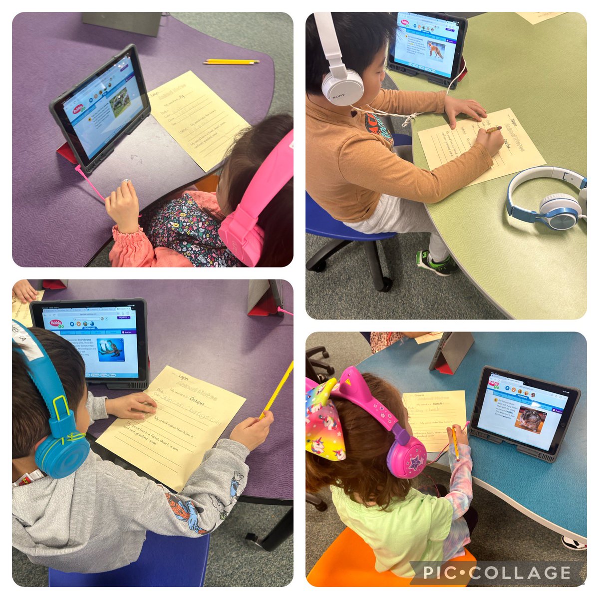 I love this project because it shows if you raise the bar, they will rise with it. These are kindergartners doing research on PebbleGo. They are creating their own books on animals. Yes-kindergarten. @A_RiveraNY