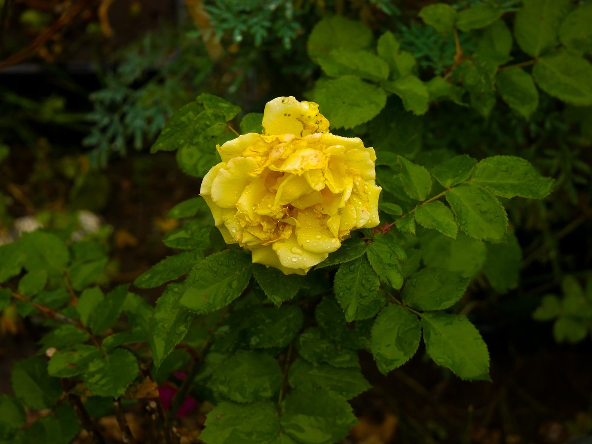 🌼°❀⋆.ೃ࿔*:･
#photography #yellowsunday
#bermudabuttercup #hybridtearose #flowers