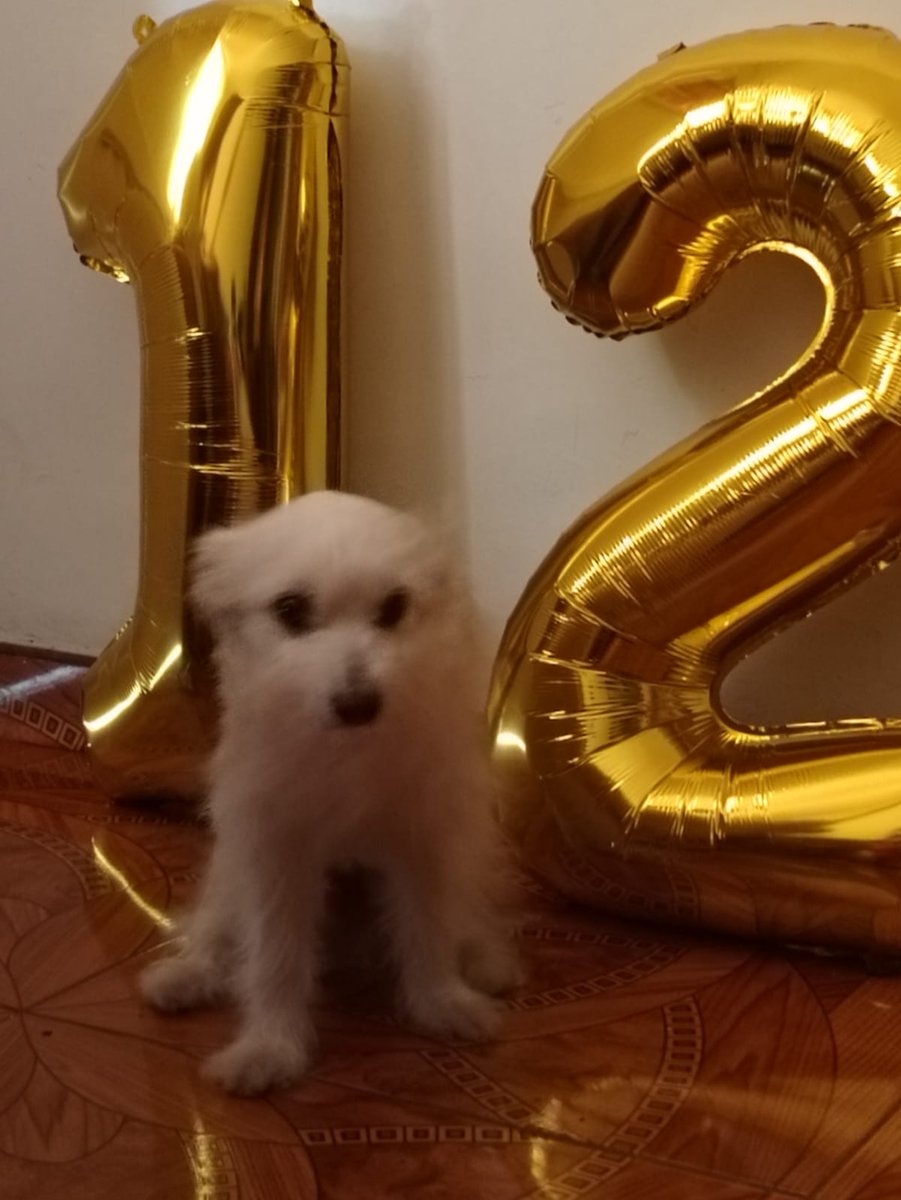 gigilovyu's tweet photo. cumplo los 12 años, díganle feliz cumpleaños a Lulú o los mato a todos https://t.co/JNIQwr1N8M