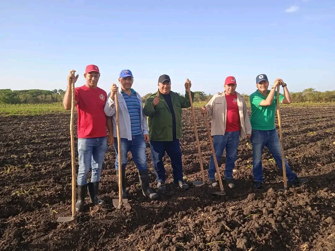 FHHernndez1's tweet photo. Cuarto trabajo voluntario del mes. Hoy en Vertientes, desde uno de los mayores polos productivos de #Camagüey. Saludamos #1Mayo a pie de surco sembrando 5 hectáreas de plátano y boniato junto a #GenteQueSuma. Reconocimos también a sindicatos destacados.  #PorCubaJuntosCreamos https://t.co/D5WE7XRQIV