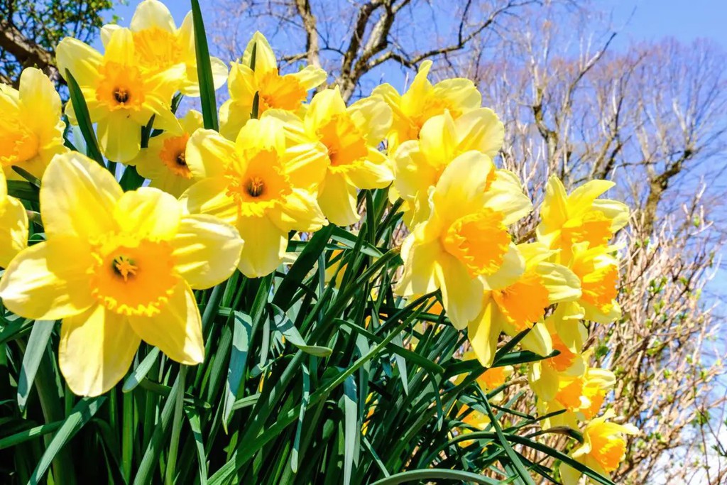 Should You Cut Dead Flowers Off Daffodils?

Read the full article: How to Plant, Grow, and Care For Daffodils
▸ lttr.ai/AJHs9

#BotanicalBeauty #DaffodilLovers #GreenThumbs #BulbPlants #FlowerGarden #DaffodilSpecies #GardenInspiration #OutdoorGardening