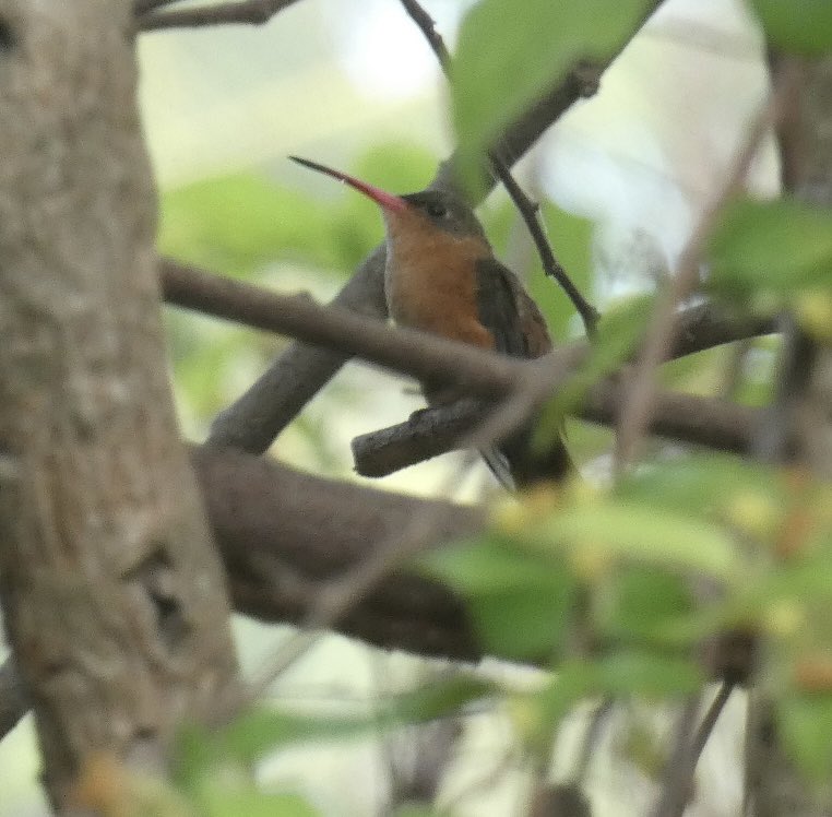 Sunday in Mexico with a cinnamon hummingbird, a lifer for me. Hopefully my next view will be better. #BirdTwitter #wildlifephotography #BirdsSeenIn2024 #naturephotography #birdphotography