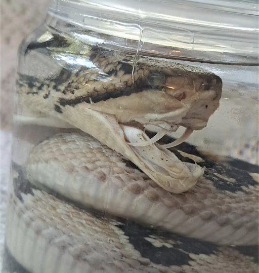 Show me something odd. Here's a bushmaster wet specimen.