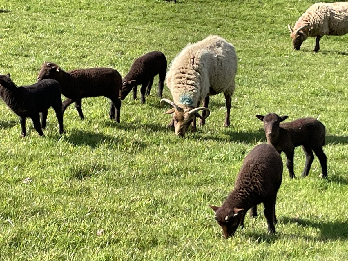 Exciting day tomorrow - out of nearly 100 pregnant ewes we only have 7 who haven’t lambed….yet!  so they are being scanned tomorrow to see how many we really have still to lamb. I’ve bet 4, the other half bet 2….we’ll see tomorrow! #manxloaghtan #rarebreed #lambing #isleofman