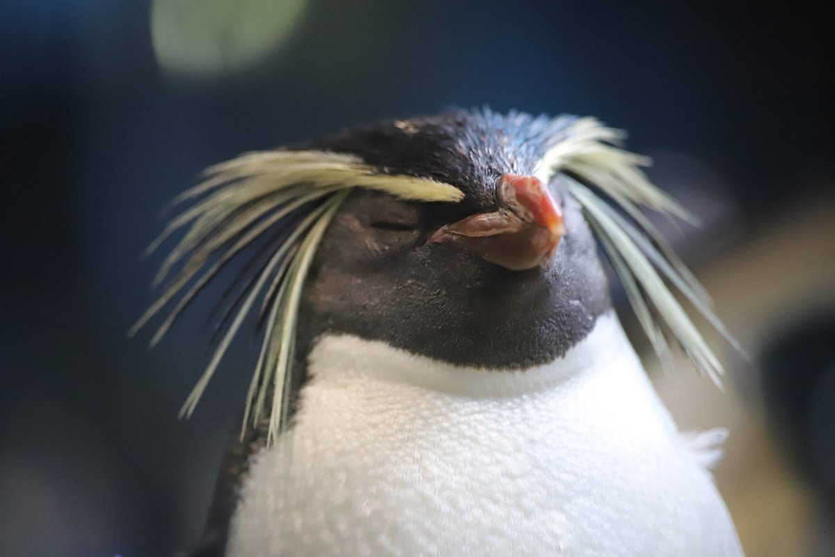 ※イベント中止のお知らせ 4月29日（月）に開催を予定していた「ふれあいペンギンビーチ」と「カヤック体験」ですが、悪天候のため中止とさせていただきます。その他イベントは通常通り開催いたします。ご了承ください。詳しくは公式ホームページをご覧下さい。 #長崎ペンギン水族館