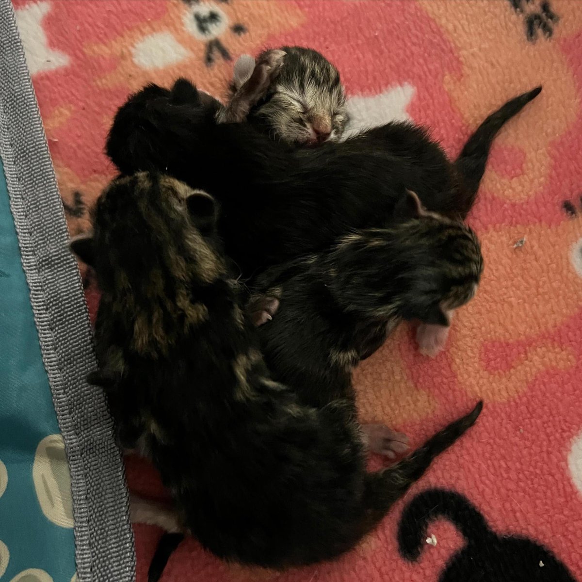 Happy Birthday babies! 3 tabbies and 1 tuxie. Baby #1 is tiny…only 69g. The others are 82g, 85g and 90g. Mom is a bit confused but has been letting them nurse. They are precious!