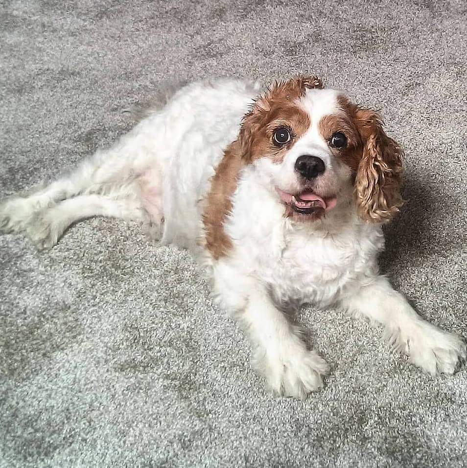 Henry's funny face after testing out my Mom's new carpet by rolling around all over it, back in 2021 😀 #cavpack #cavaliers #dogsofx