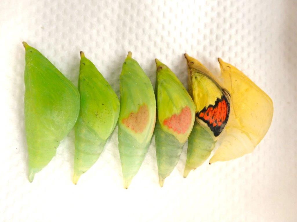 昆虫生態園大温室のバックヤードで飼育しているツマベニチョウです