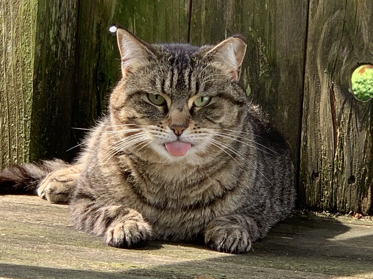 Morgan, one of my feral cats, showing her displeasure at me for being late with her breakfast this morning. 😂

#feralcats #feralcat #CatsOfTwitter #adotpfurbabies #catlovers #catoftheday