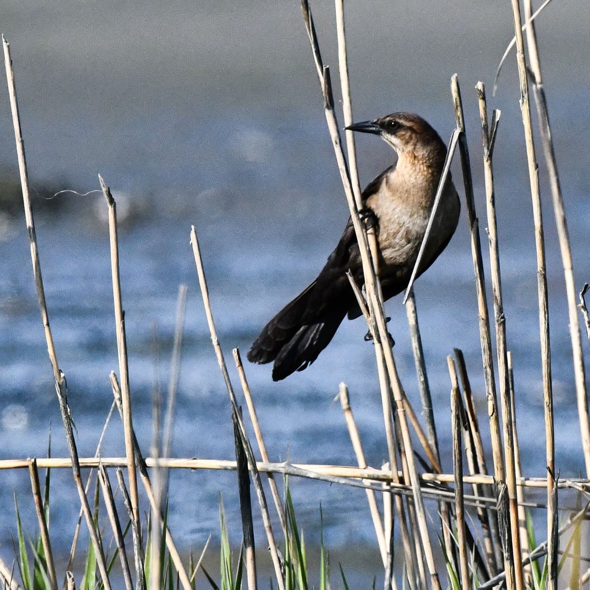 Boat-tailed Grackle observed in the Plumb Beach Salt Marsh today.