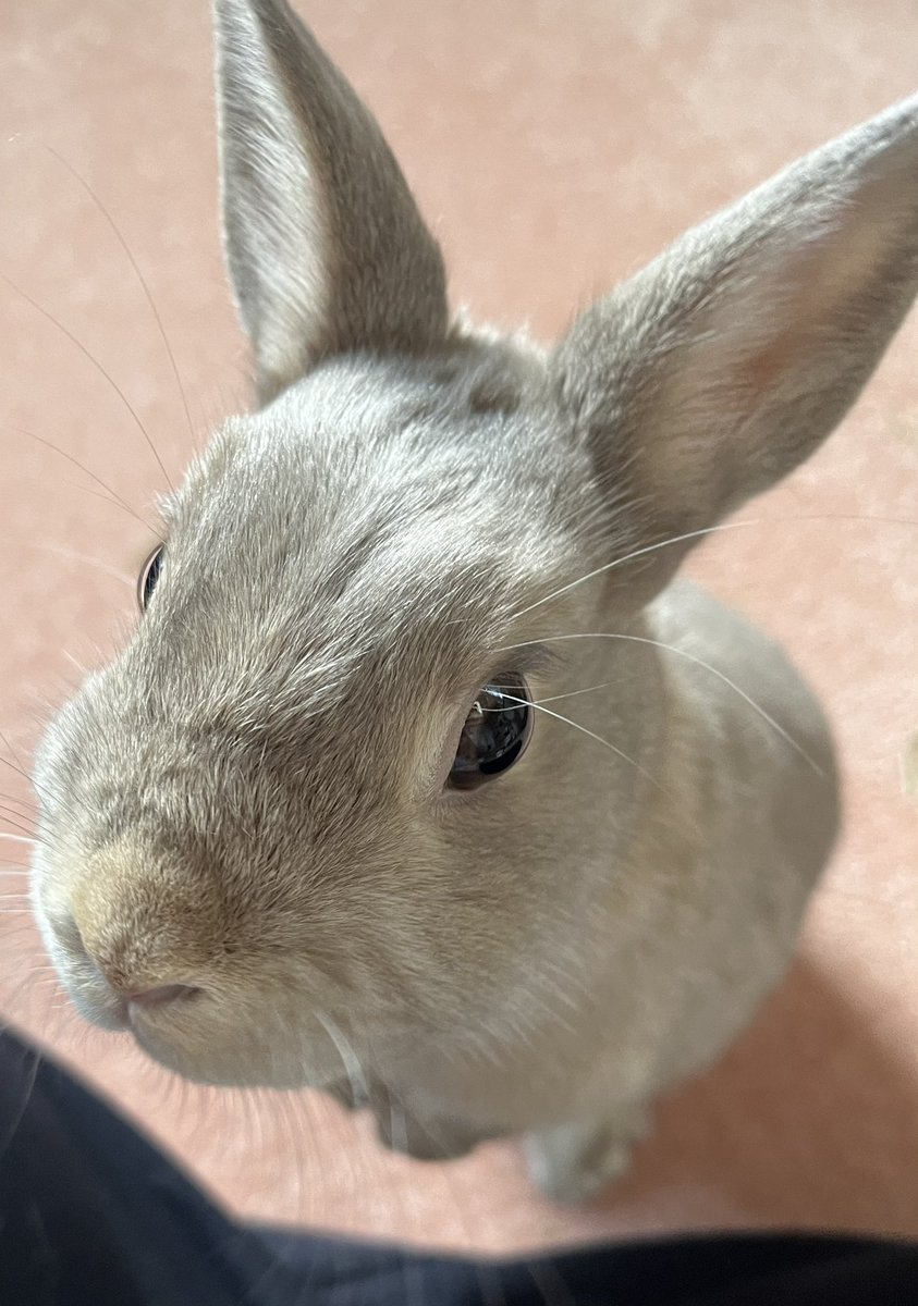 おはうぃ🐰☀️ お掃除を監督中