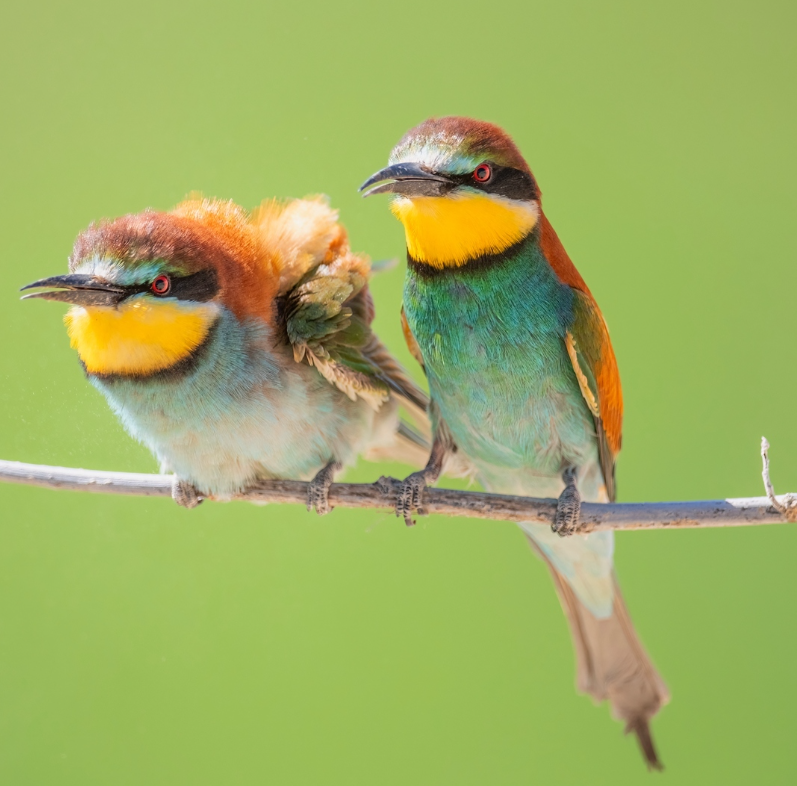 Guess the name of the bird🐦🐦 #birds #nature #photography #birding #birdwatching #LovelyBirdsInChina