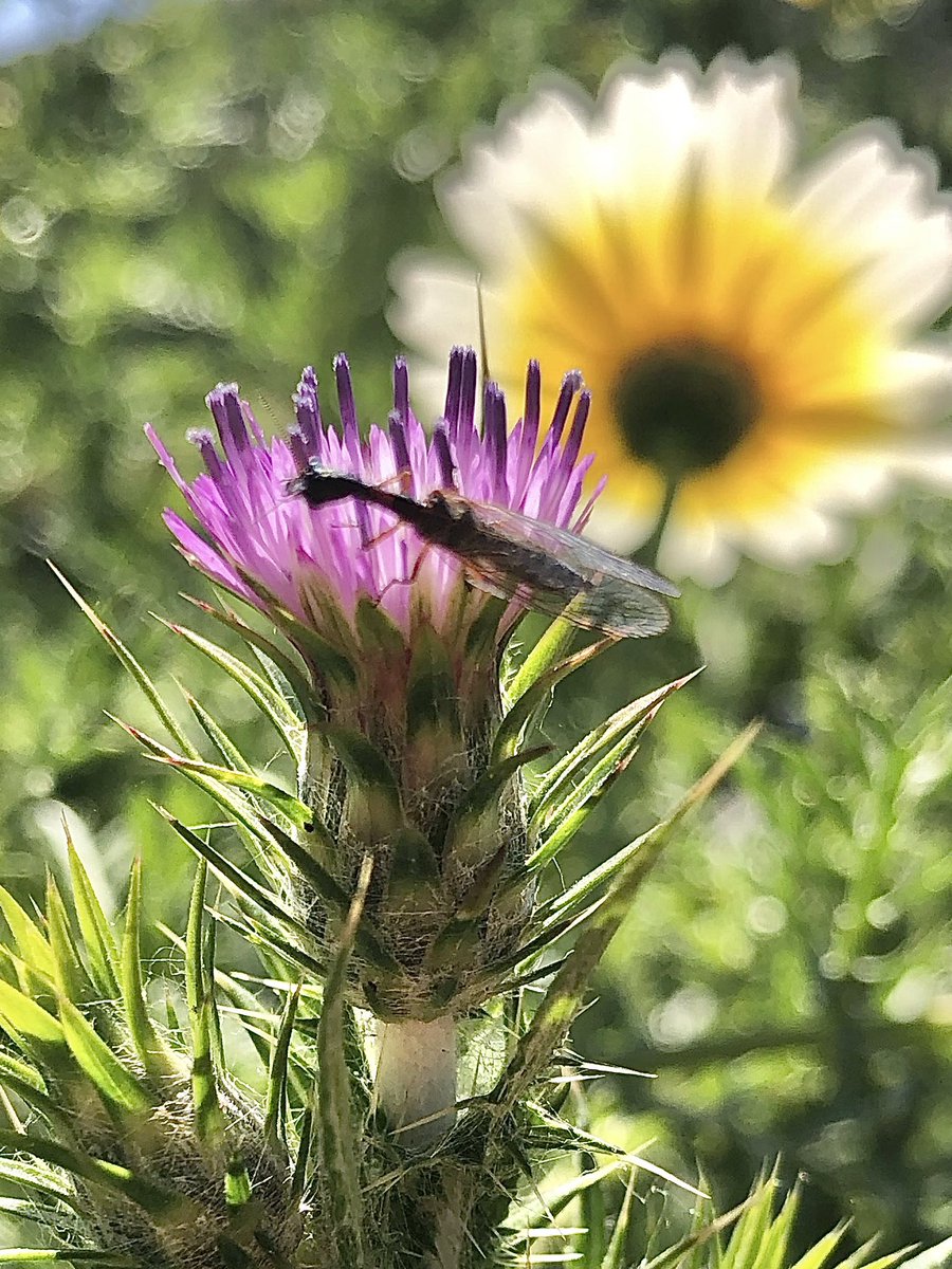 Ok <a href="/erincpow/">Erin Powell, Ph.D.</a>, I’m coming to you once again. Sorry for the blurry photo, but my daughter saw this in the wildflowers on a hike today. Looks like a termite, but the wings are too far back.