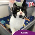 Darling handsome B & W boy kitty 'Keith' in #TynesideUK has been waiting too long for a home! Has manageable stage 1 CKD (not a dealbreaker)! Adores pets & chin rubs & needs adoption if you live up that way! Under the care of Cats Adoption at the Tyneside Adoption Centre…