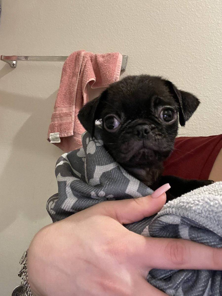bnicoleee19's tweet photo. lobo and i did a thing, our first puppy together everyone meet luna🥹💖 -@lombardogarza10 #pugmommaof4 https://t.co/RlnRW2eldn