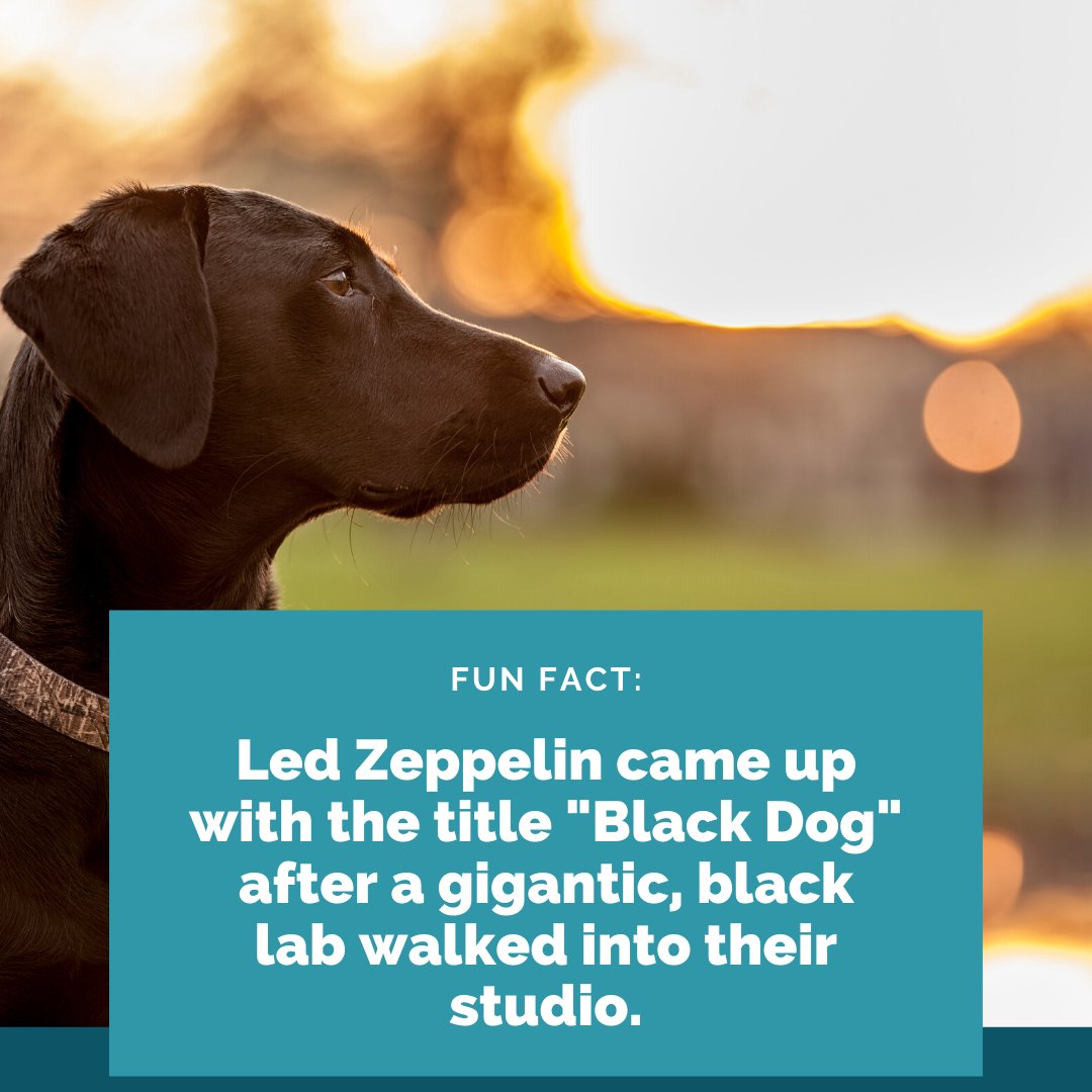Classic rock fan? 

Did you know that Led Zeppelin came up with the title “Black Dog” after a gigantic, black labrador walked into their studio? Sounds a lot like life-informing art.

#zeppelin #ledzeppelin #classicrock #rockandroll #blackdog
 #peoriaaz #glendaleaz