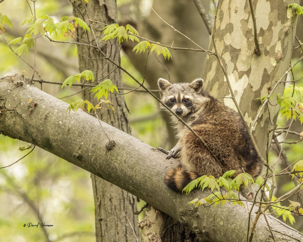 wee_arts's tweet photo. Guaranteed smile!  Gotta love nature's wonders!  You can access the high-resolution photo at 
https://t.co/yBkzYWKlQQ
I donate 50% of photography earnings to @RMHCofCentralOH.  Campaign approaching $4000. #nature @CanonUSA Love my Canon EOS R7, Canon RF 100-500 https://t.co/k8Fr1Yw9wi