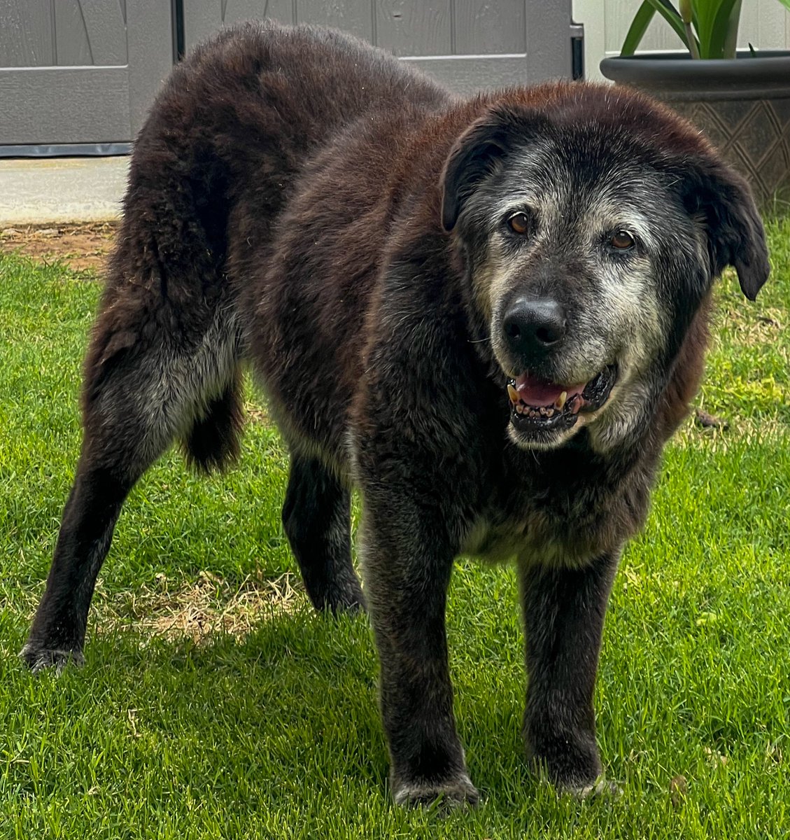 My old man Champ will be taking his last trip to the vet tomorrow. He just can’t get around anymore and I hate to see him suffering like that.
Tonight he got a double quarter-pounder with cheese and all the hugs and ear scratches we could manage.

Best boy ever.