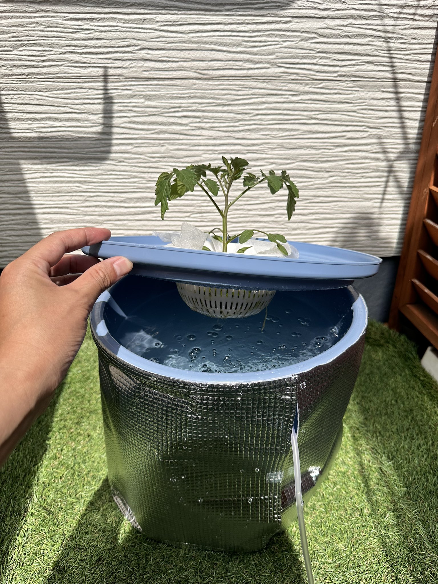 冷やしトマト。 台湾風冷やしトマト🍅（番茄切盤） ・ YouTubeにレシピ公開しま