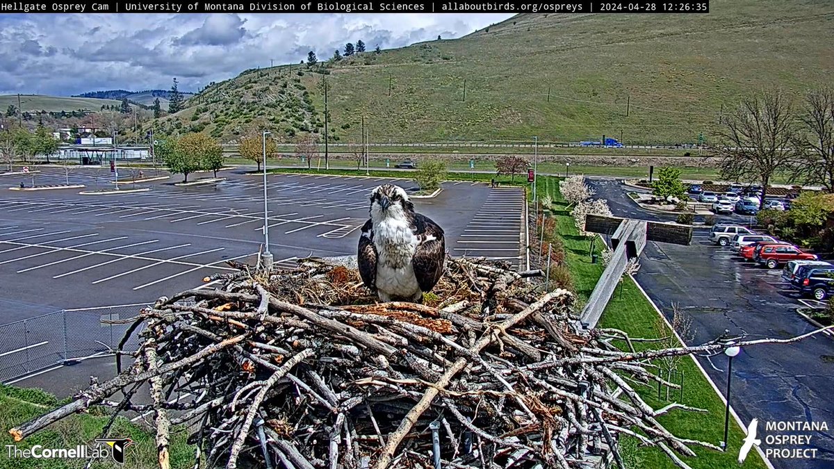 4/29 Good Morning, #CHOWS! As you start your day today, don't forget to take joy with you. Be sure to share it as you go through the day.
#ProjectNewMate 🙏🫰
#BeAnIris
#HellgateOsprey