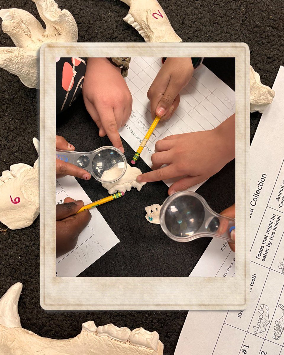 MrsLeahAllan's tweet photo. These tooth detectives are cracking the case of what’s on the menu for each of these specimens! 🔍🦷 Ss used observation skills to collect data, find patterns, & form conclusions about who these chompers belong to 🤔 #scienceinvestigation #handsonscience @DominionTrailES https://t.co/YKb8JWW0Uw
